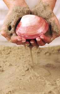 Shell in hands-sand