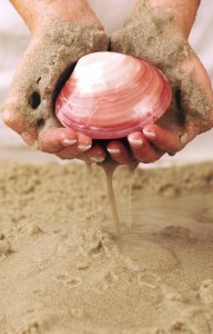 Shell in hands-sand